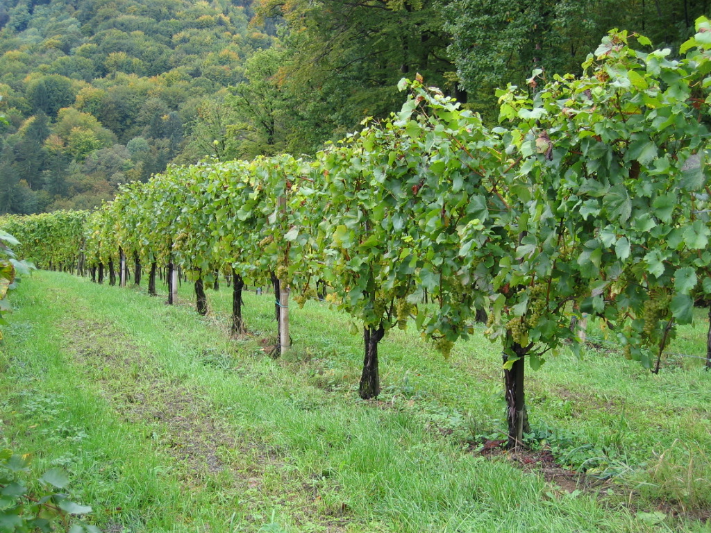 Weinberge im Lahntal bei Obernhof Weinberge im Lahntal bei Obernhof